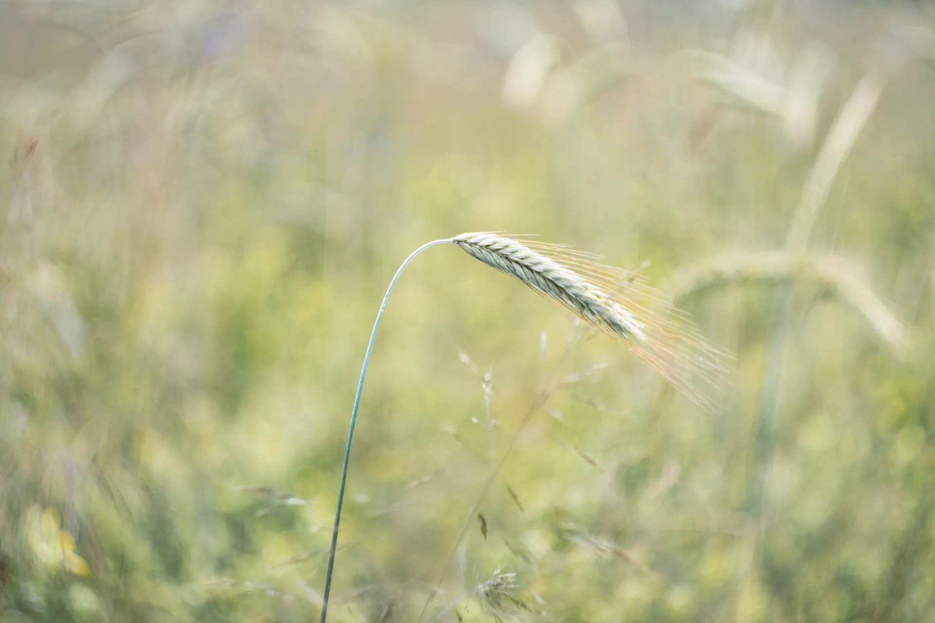 Spiga in un prato estivo