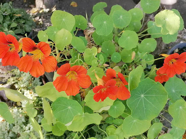 Nasturzi in fiore nel giardino