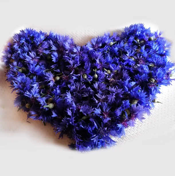 Cuscino floreale di fiordalisi blu