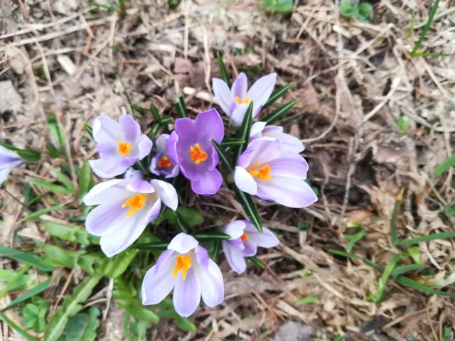Crochi primaverili nel prato