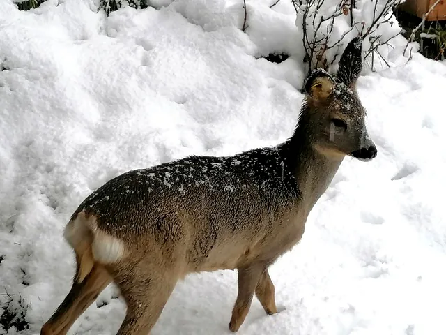 Capriolo nella neve