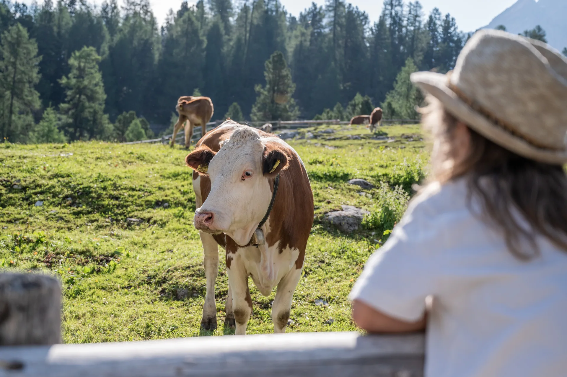 Begegnung mit einer Kuh auf der Alm